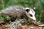 Possum