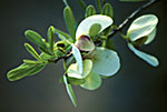 Reticulate Pawpaw
