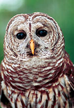 Barred Owl
