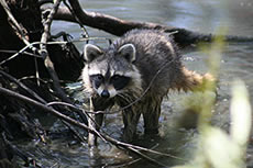 racoon