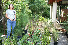 Nature Store - Native Plants