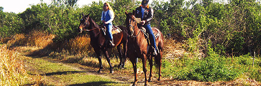Horse Trails