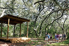 Oak Hammocks