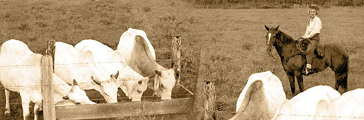 Cattle ranching was once a common activity on the land now known as Brooker Creek Preserve.
