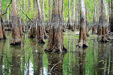 Cypress