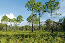 Pine Flatwoods
