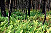 Brooker Creek Preserve Management Plan