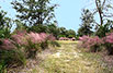 Wilderness Area