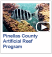 Artificial Reef Program - Take a virtual dive of Pinellas County’s artificial reefs in the Gulf of Mexico, and learn the fascinating background of how the reefs were created. Some of the more unusual items used to construct reefs are army tanks, a WWII Navy landing craft and a 240-foot barge. For more information, including maps, GPS coordinates and photos. Time: 6 min.