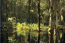 Forested Wetlands